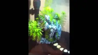 Planted Fluval Chi 6.6g