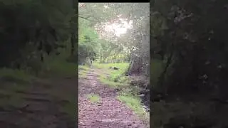 Fox hunting with dogs #jesus #foxhunter #doghunt #hunting #foxhunting #youtube #