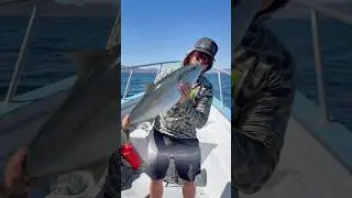 Mexico fishing has been so fun! Yellowtail hitting the deck! #fishing #mexico