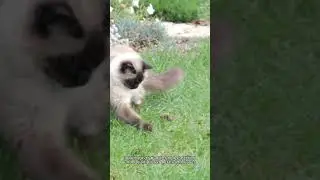 Wholesome Garden Playtime 🌼🐱 Girl & Cat in Nature&rsquo;s Wonderland #Shorts