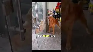 Barrier Aggression EXPLAINED