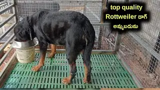 Top quality Rottweiler dog for sale in telugu/7799771111 /aj pets 
