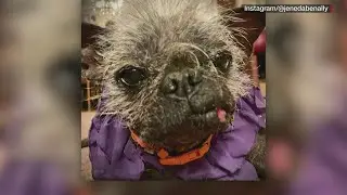 Meet the world's ugliest dog
