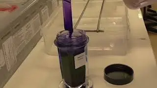 Gomori's Aldehyde Fuchsin