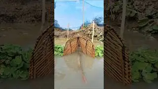 Wow! Amazing Bamboo Trap Fishing in Beel water #fishvideo #trapfishing #fishing #bigfiah #shorts