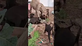 Щенки на улице #fundife #stick #houston #puppy #pups #dogs #british #mom #presacanario