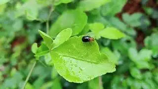 Relaxing music and soft rain sounds:Nature Sounds