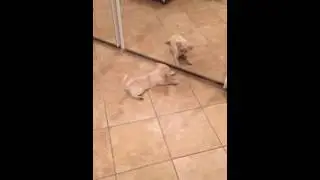 Dog vs mirror. Funny animals. Playmatte87