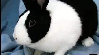 Baby rabbit playing video #mycuterabbit #babyanimal #vedio_अच्छा_लगेगा_तो_लाइक_सब्सक्राइब_कर_दीजिएगा