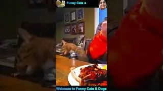 cat funny videos #cat #funny #shorts #catvideos #funnycats #funnycat #cats #viralshorts