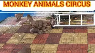 Original #monkey#animals#circus#show#🎪🎪#Bandar#ka#video#and#movie#🙏🏻🙏🏻