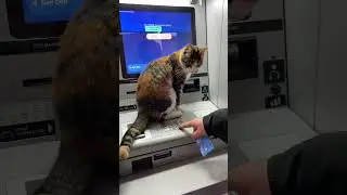Cat on ATM Machine Discourages Money Withdrawal