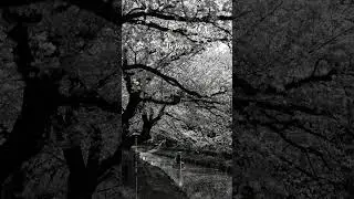Before/After Adobe Lightroom Edit #10 - Riverside Cherry Blossoms