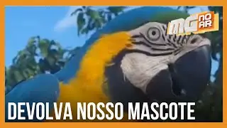 Moradores de Moeda (MG) pedem retorno de Arara 'de estima&ccedil;&atilde;o' ap&oacute;s animal ser entregue ao IBAMA