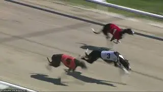 Hove Greyhound Trials 8/9/25