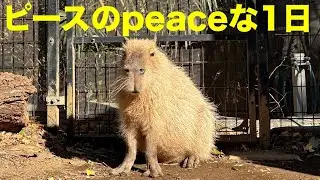 ピースのpeaceな1日　大宮公園のカピバラたち