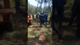 Loading a real forestry work