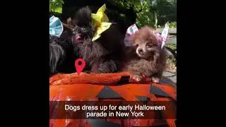 Dogs dress up for early Halloween parade in New York #shorts