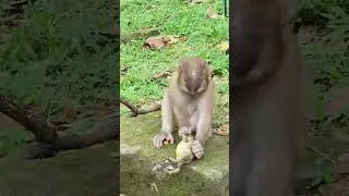 Y2Mate.is - Monkeys vs Frog #treymonkey #Short