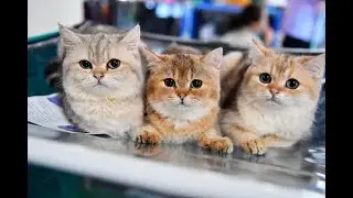 Cats Doing Funny Things Tik Tok ~ Cutest Cats TIKTOK Compilation ~ Fluffy #2