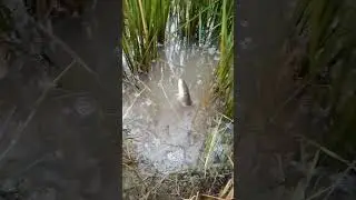 Add the fish paste # jump to catch fish fast # Last night came to put fish paste