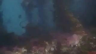 Sheephead, Garibaldi, Senorita & Blacksmith on the reef-  Laguna Beach State Marine Reserve