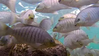 Luderick or Blackfish (Girella tricuspidata)