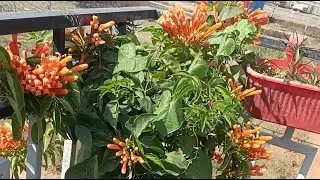 Flowers n Veggies is live #livefeed #youtubevideo