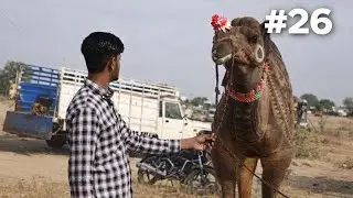 ऊँट के ऊपर ये क्या बना दिया ! 😲 | Baba Ramdev Pashu Mela Nagaur Rajasthan.