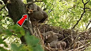 One of baby bird try to escape from nest in early morning @BirdPlusNature