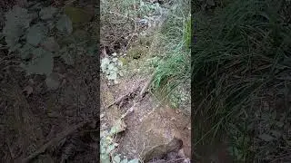 achados na floresta de mata atl&acirc;ntica de altitude na Serra da Boa Vista RJ