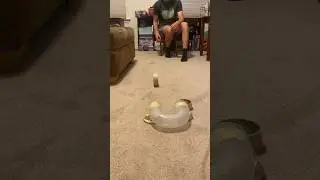Tape Rolling Trick Shot 🔥🔥🔥 #trickshot