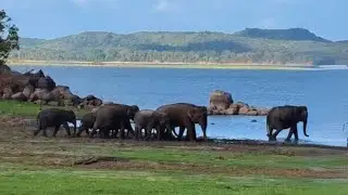 Majestic Elephants Spotted on My Sri Lanka Adventure | CEYLON ELEPHANT ODYSSEY