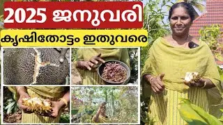 2025 ജനുവരി കൃഷിതോട്ടം ഇതുവരെ | Chilli jasmine terrace garden updates 2025-January | Malayalam