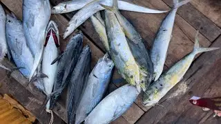 Mancing bagang Apung Samudra fishing Pelabuhan Ratu hasih memuaskan #mancing #fishing #pelabuhanratu