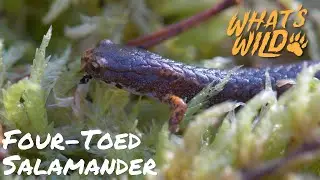 Tiny Toes, Big Impact: Uncovering the 4-Toed Salamander | What's Wild