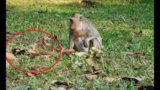 So Pity Kitty Baby monkey-Walk fall-Stumble/Mom not care/Wild Monkey