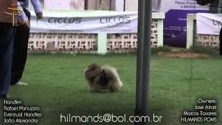 Tokie Tribeca   Maio 2014   Hilmands Poms