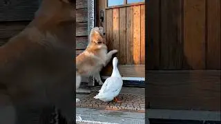 Golden Retriever Saves a Frozen Duck  Heartwarming Animal Rescue 🐕🦆💛🐾 #goldenretriever #duck