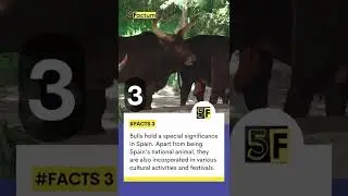 5 Cool Bull Facts That Will Impress Your Friends - Interesting Facts About Bulls | 5Factum