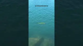 Catch Opaleye! #california #danapoint #jetty #fishing #opaleye #shorts