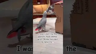 So much anger in such a tiny body 🦜 #africangrey #parrot #angry #reaction
