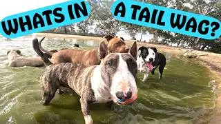 Whats In A DOGS Tail Wag Explore The Fun Joy and Excitement At Doggy Daycare