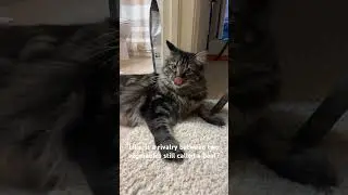 Cat Therapy Part 2 #cat #viral #catshortsfunny #cattherapy #catsofyoutube #cute #funnyanimal #pets