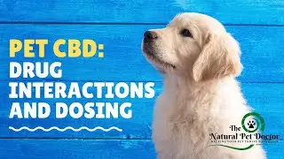 Pets and CBD - Drug Interactions and Dosing
