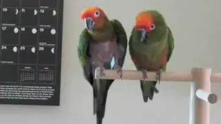 Niko says, PLEASE PREEN ME?!