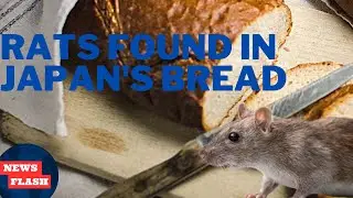 **Warning! Rat-Infested Bread in Japan: 100,000 Packages Recalled Due to Rat Parts