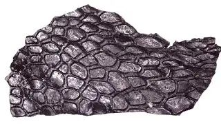 Skin Fossil Recently Discovered in Oklahoma Predates the Dinosaurs