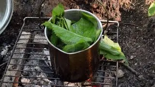 Cooking Wood Nettle Greens Over A Fire - Wild Edibles