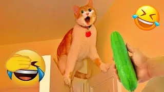 When a silly Cat becomes your best friend😻🐶The funniest animals and pets 😹